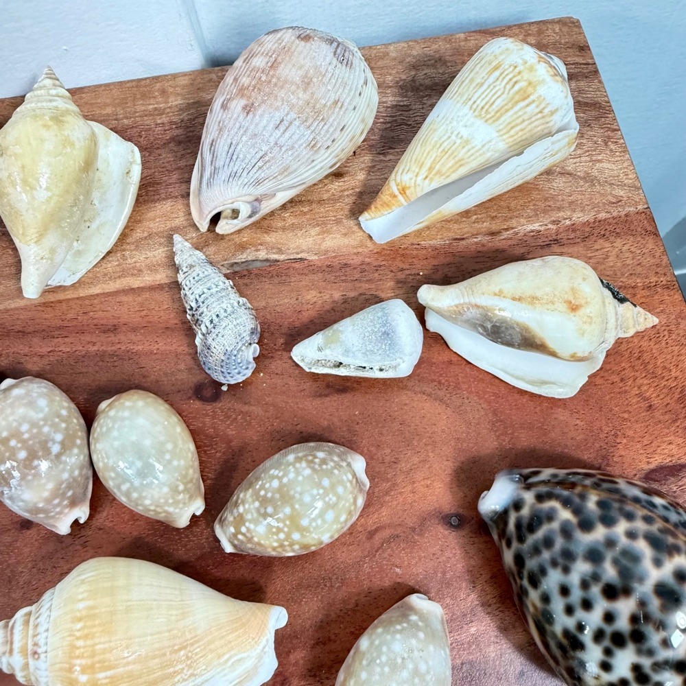 Natural Sea Shell Collection Assorted Lot Cone Cowrie Auger Specimen Decor 51 Pc - Picture 12 of 13